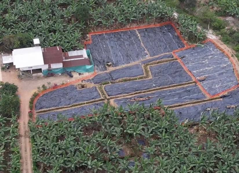 banano_2470886_20251013160625