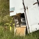 gemini-generated-image-jabs6mjabs6mja_2499552_20251029085025