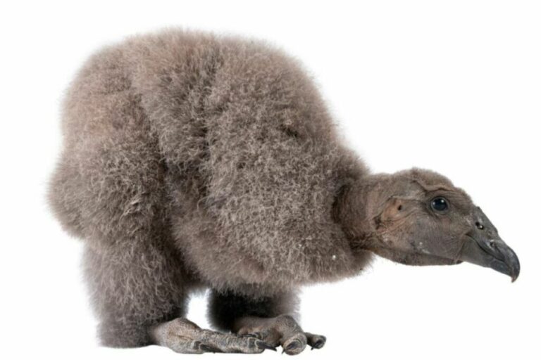 pichona-nombre-el-comercio-1024x683