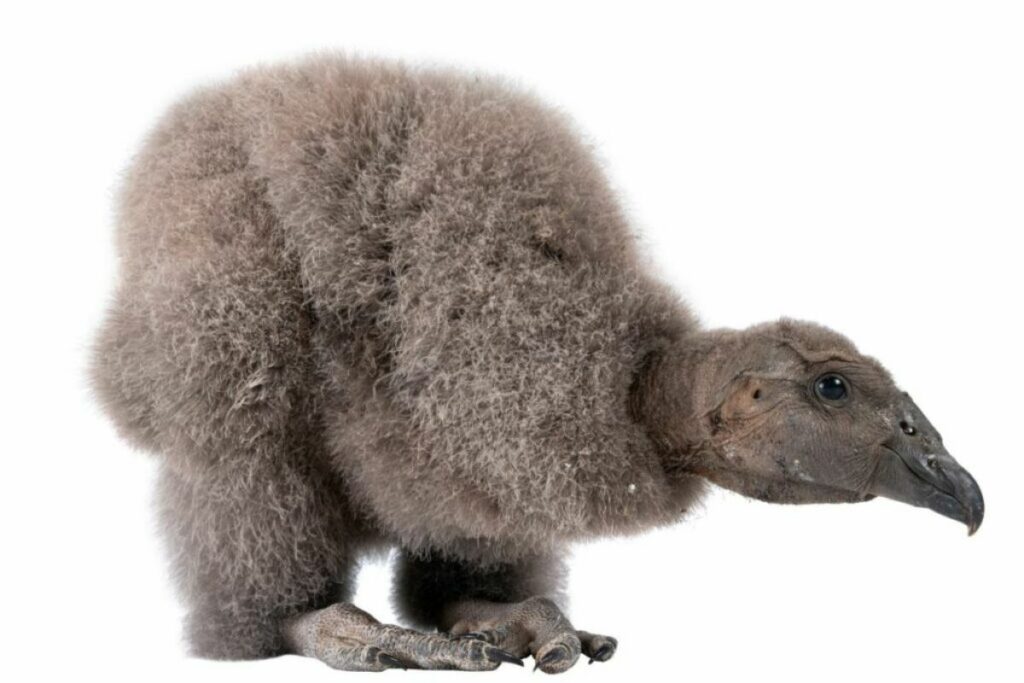 pichona-nombre-el-comercio-1024x683