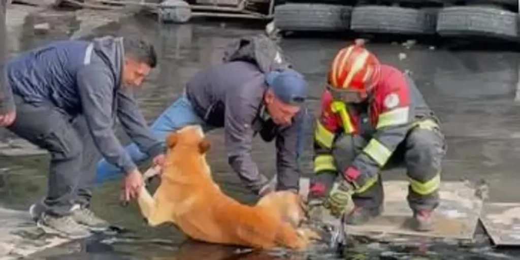 perro_2524834_20251113112909