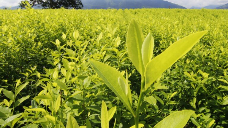 ame9207-colombia-coca.jpg_972863665