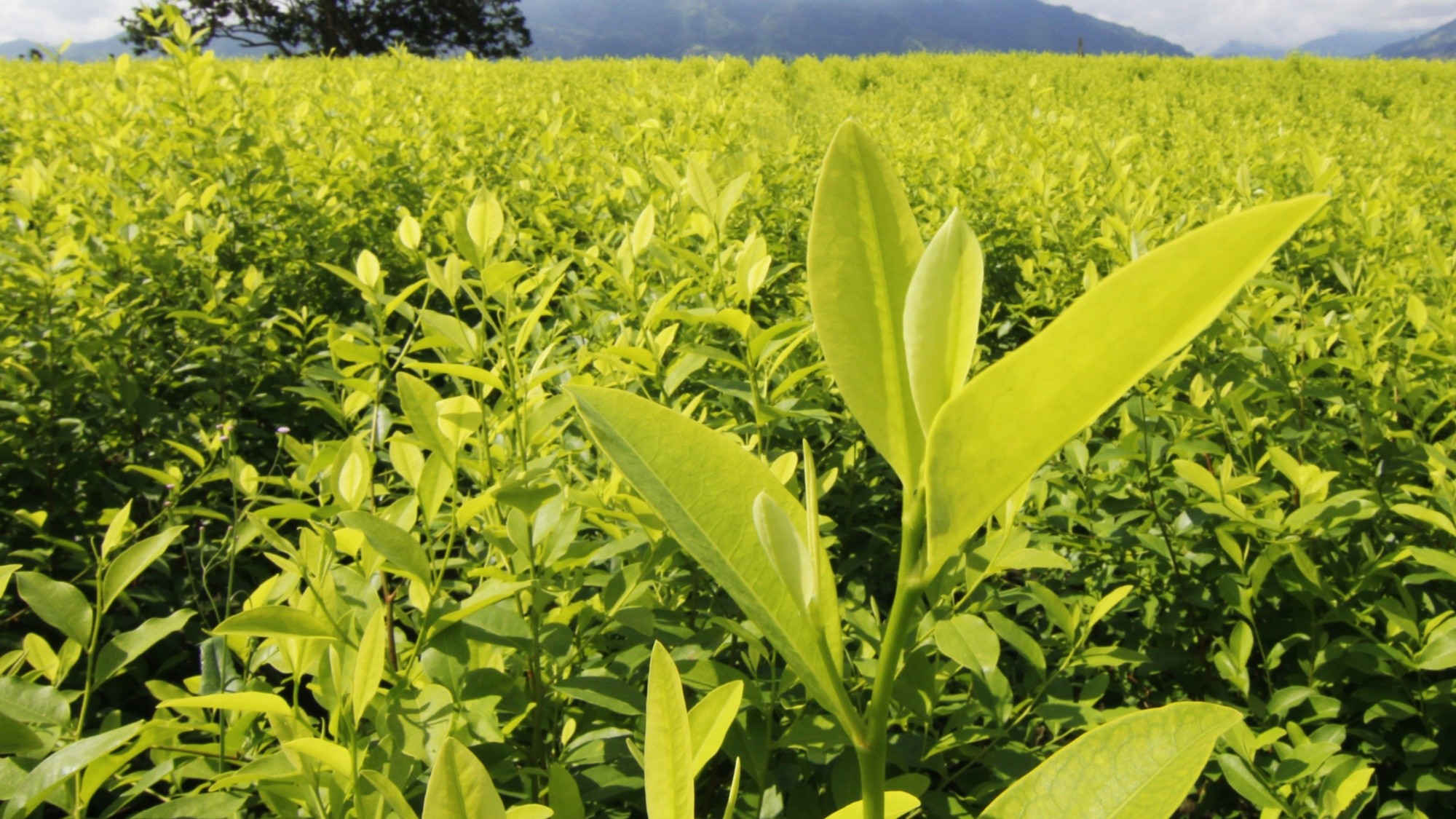 ame9207-colombia-coca.jpg_972863665