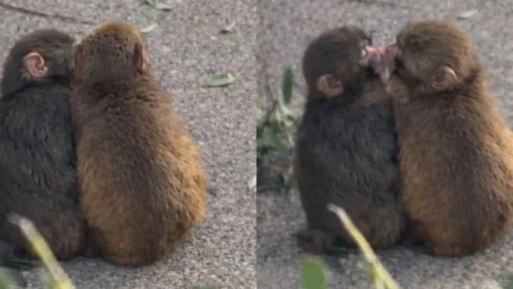 hdiqsvjxwaaw65l_-1-.jpeg_1103257844