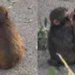 hdiqsvjxwaaw65l_-1-.jpeg_1103257844