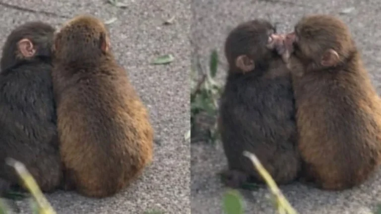 hdiqsvjxwaaw65l_-1-.jpeg_1103257844